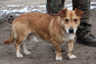Kusy