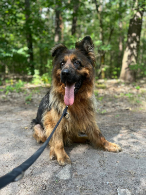 Stella
