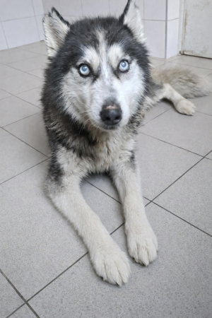 Iskierka 