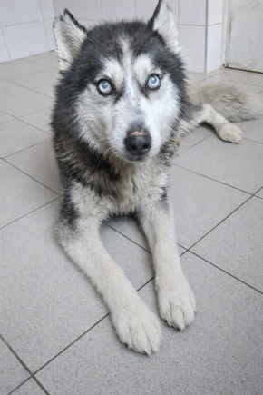 Iskierka 