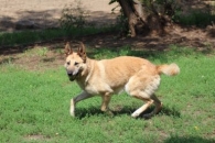 Lusia