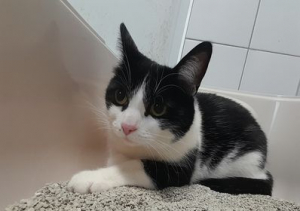 Felix