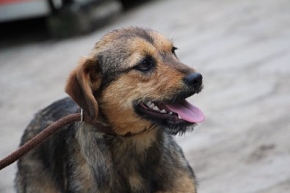 Lola