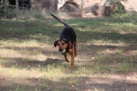 Rasel