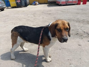 Simon