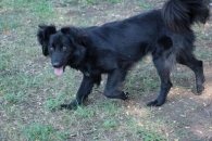 Dżem