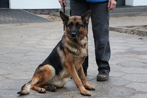 Terka