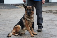 Terka