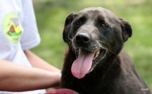 Nikita