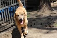 Goldi