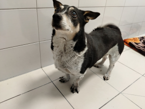 Bono