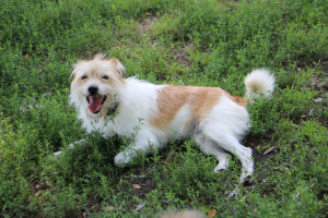 Ruda