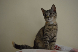 Tifani