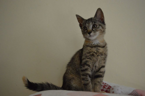 Tifani