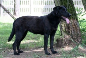 Inka