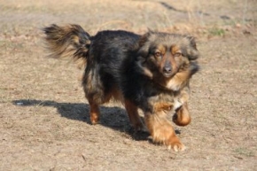 Roxi