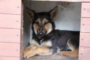 Raja