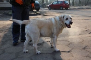 Lab