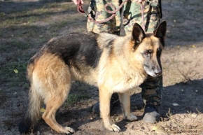 Połka