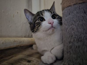 Amorka
