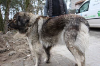 Kora