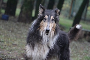 Kola