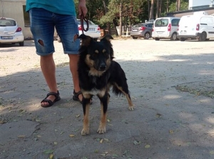 Cedryk