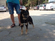 Cedryk