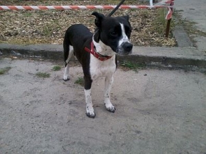 Lenka