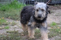Gośka