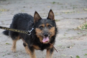 Maciek