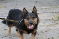Maciek