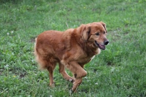 Rudi