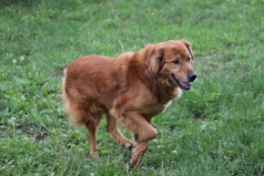 Rudi