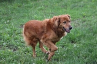 Rudi