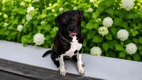 Chrumcio –dzielny wojownik gotowy do adopcji