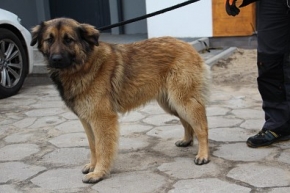 Karola