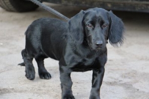 Fiona