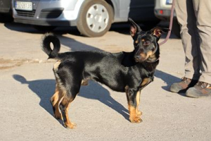 Zyzio