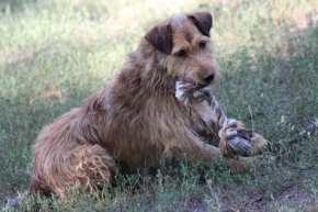 Szogun