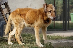 Czekuś