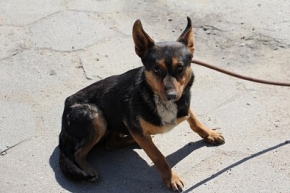 Pola