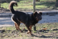 Rex