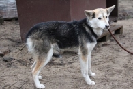 Senia
